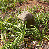 DC boundary stone NW8 - click for larger ima