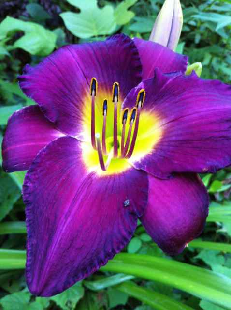 http://zhurnaly.com/images/Electric_front_yard_purple_gold_day_lily.jpg