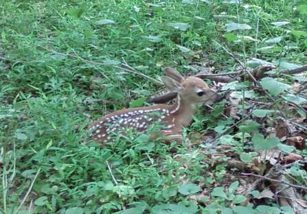 Fawn_Clarks_Crossing_Park