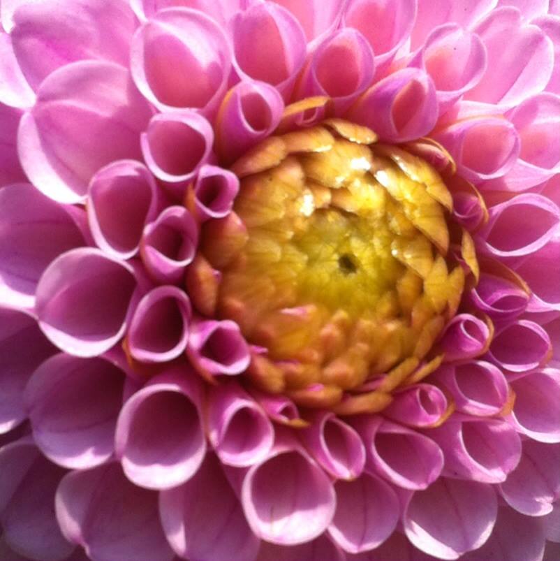 http://zhurnaly.com/images/Flower_array_3.jpg