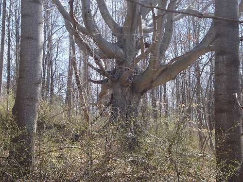 Gnarly Tree - photo courtesy Caren Jew