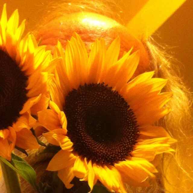 http://zhurnaly.com/images/Sunflower_selfie.jpg