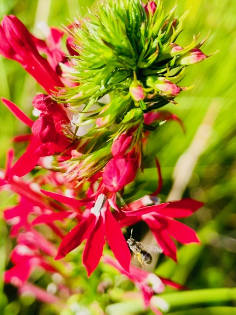 Cardinal flowers and bee