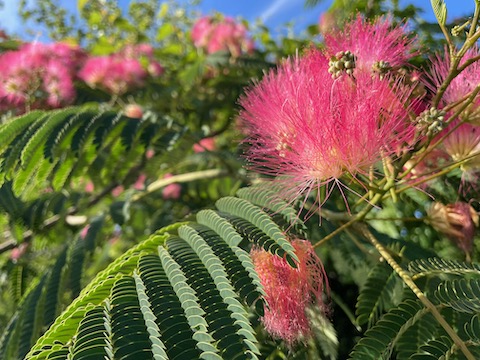 mimosa tree at Theodore Roosevelt Island