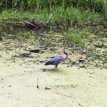 http://zhurnaly.com/images/run/C_and_O_Canal_Great_blue_heron_2019-05-17c_t.jpg