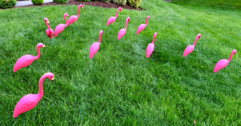 McLean Lawn Flamingo attack