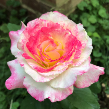 front yard rose