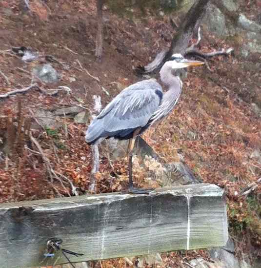 http://zhurnaly.com/images/running/C_and_O_Canal_Great_Blue_Heron.jpg