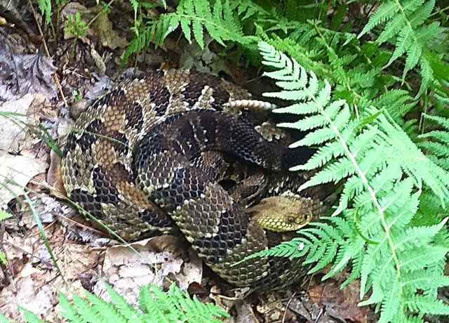 rattlesnake in ferns by the Catoctin Trail at mile 12 of the Catoctin 50k 2013
