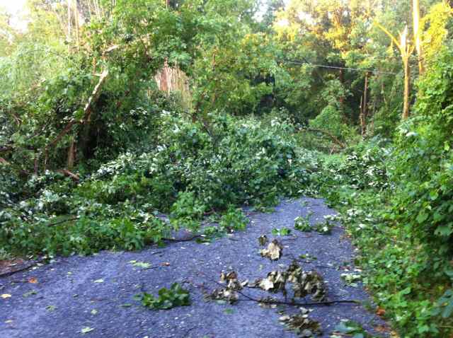 http://zhurnaly.com/images/running/Georgetown_Branch_Trail_after_derecho.jpg