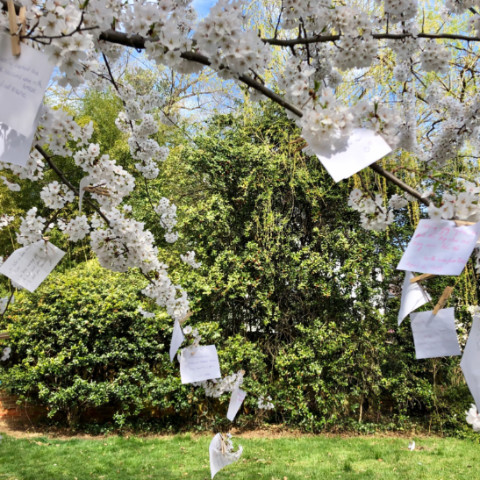 Kenwood Cherry Blossom haiku tree