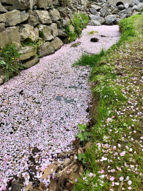 http://zhurnaly.com/images/running/Kenwood_cherry_blossoms_stream_2018-04-15b_t.jpg
