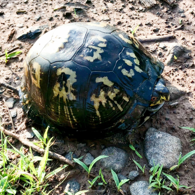 Turtle at Manassas National Battlefield Park