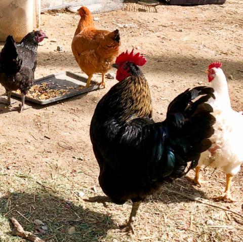 Back yard chickens by Rock Creek Trail near Dewey Park