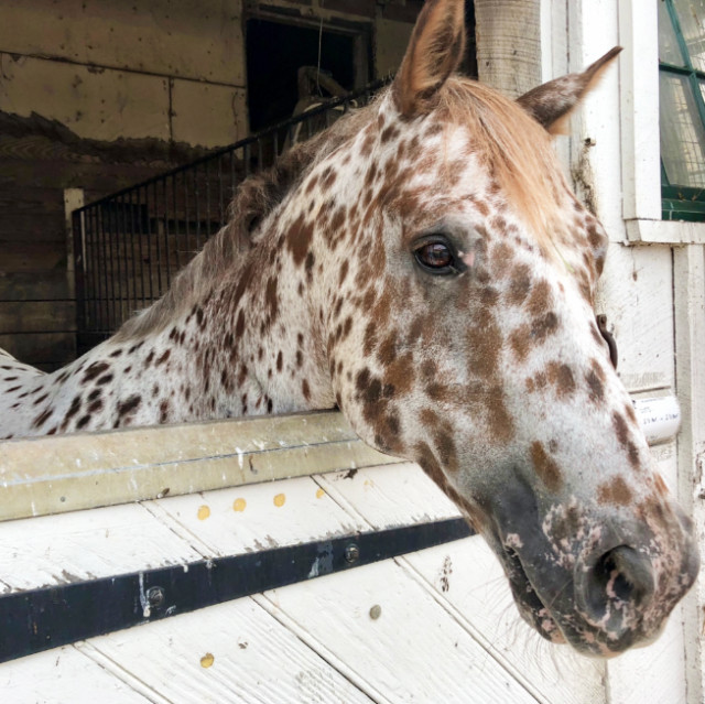 Dots, an Appaloosa, at Meadowbrook Stables