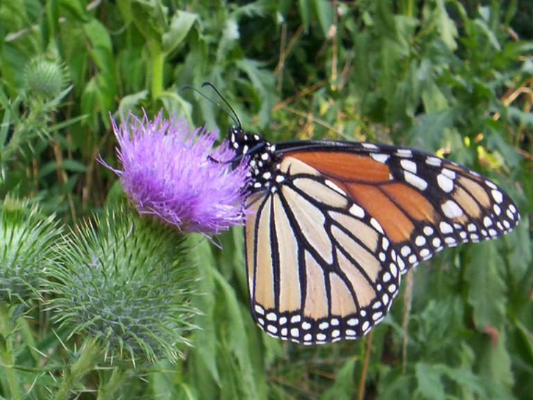 http://zhurnaly.com/images/thistle_butterfly.jpg