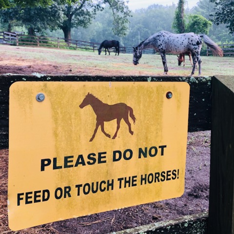 http://zhurnaly.com/images/walk/Wheaton_Park_Stables_do-not-feed-or-touch-the-horses_2020-08-01.jpg
